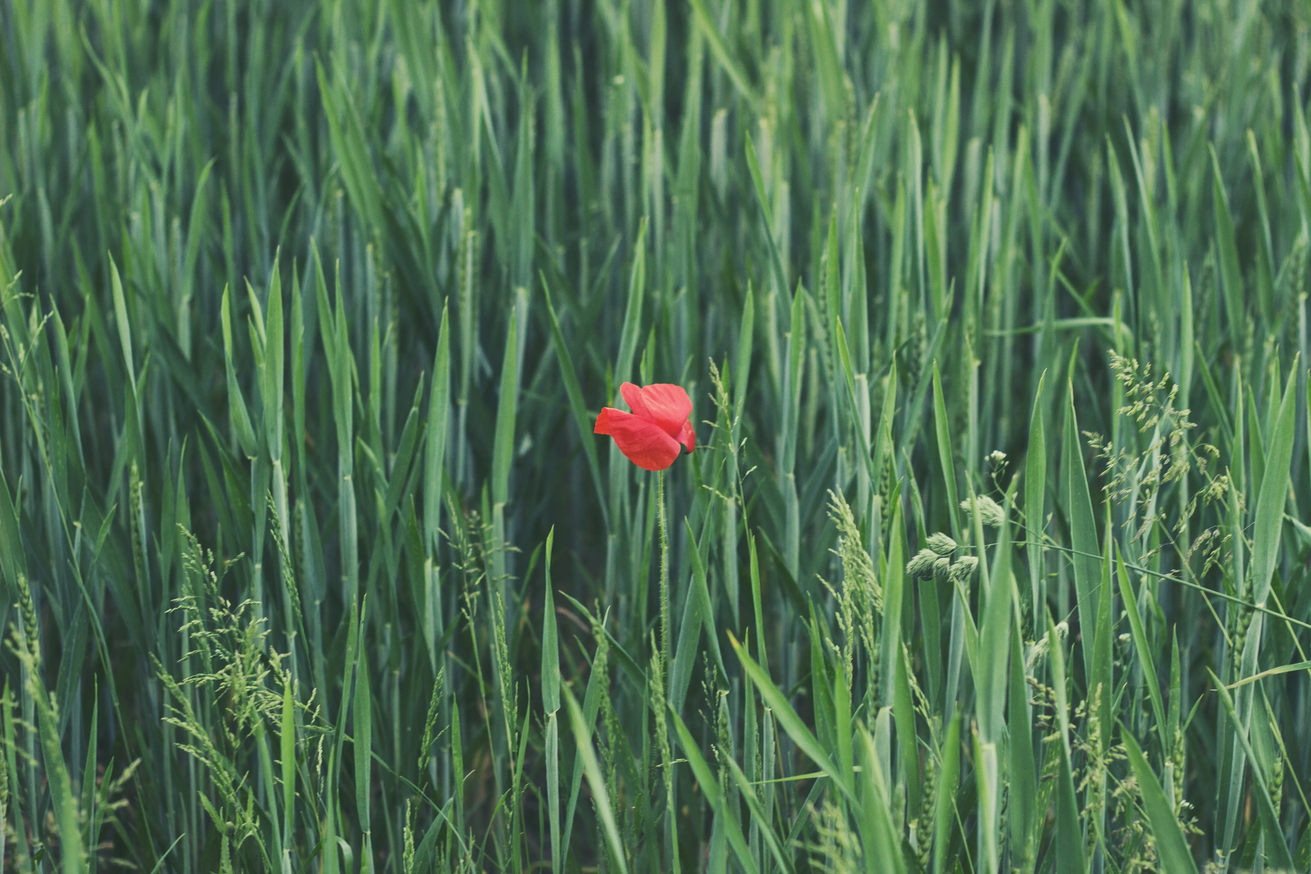 Coquelicot, herbe
